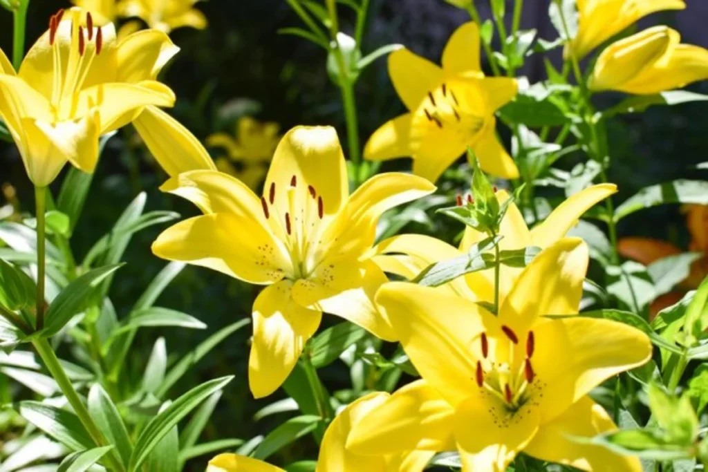 Lírio Amarelo (Lilium spp.)
