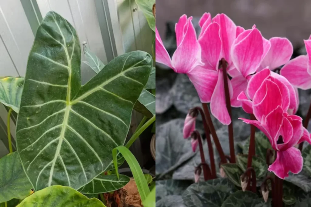 flores e folhas em formato de coração