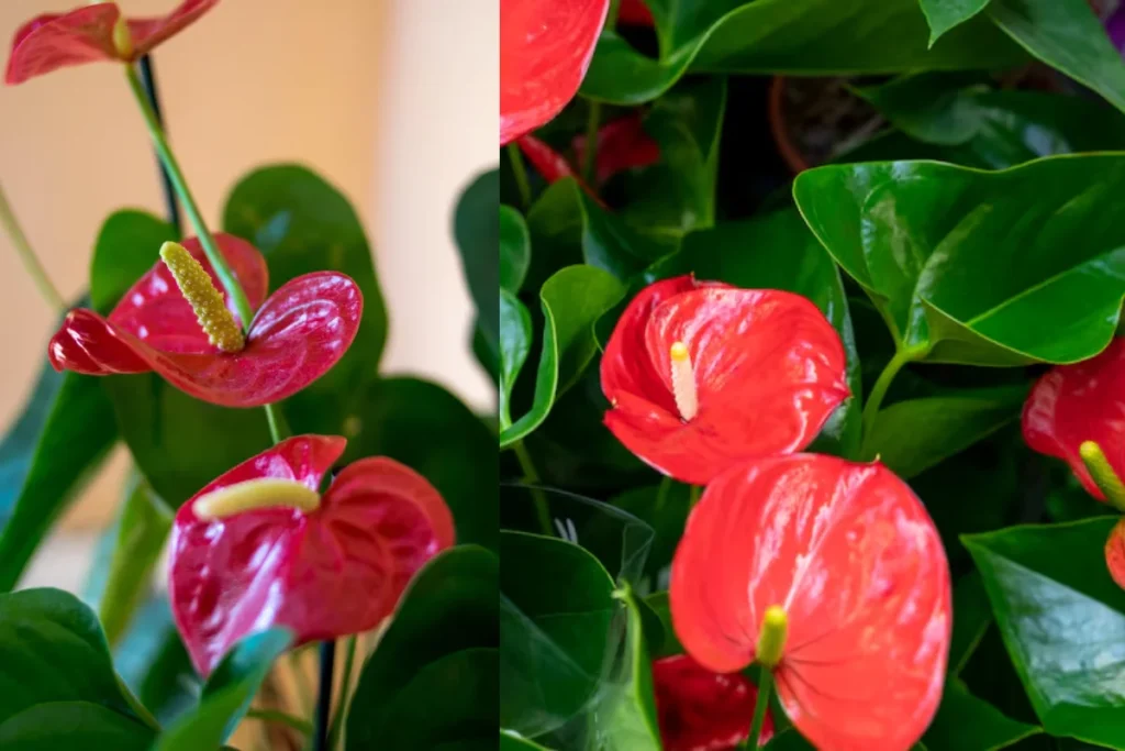 flor Antúrio em formato de coração