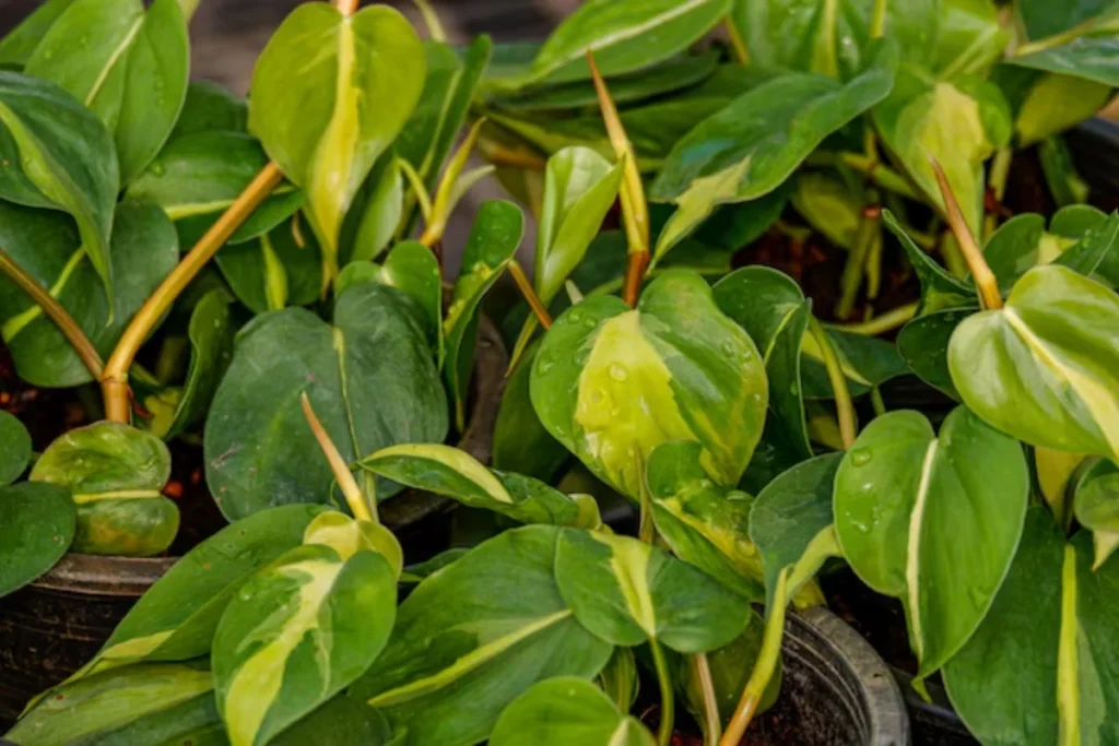 Filodendro (Philodendron hederaceum)