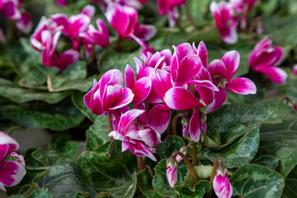 Ciclâmen Persa (Cyclamen persicum)