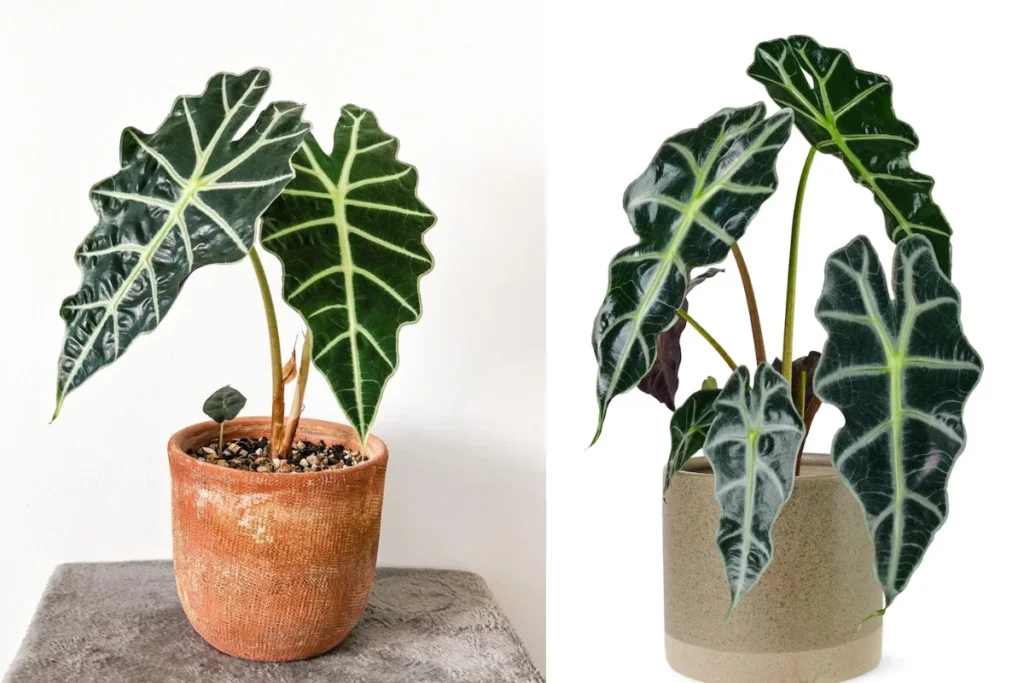 Alocásia Amazônica