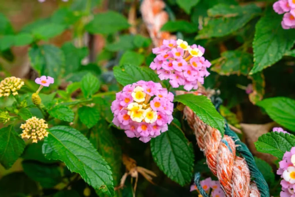 Flor Cambará (Lantana camara)