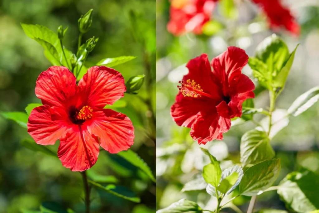 Flor Hibisco (Hibiscus spp.)
