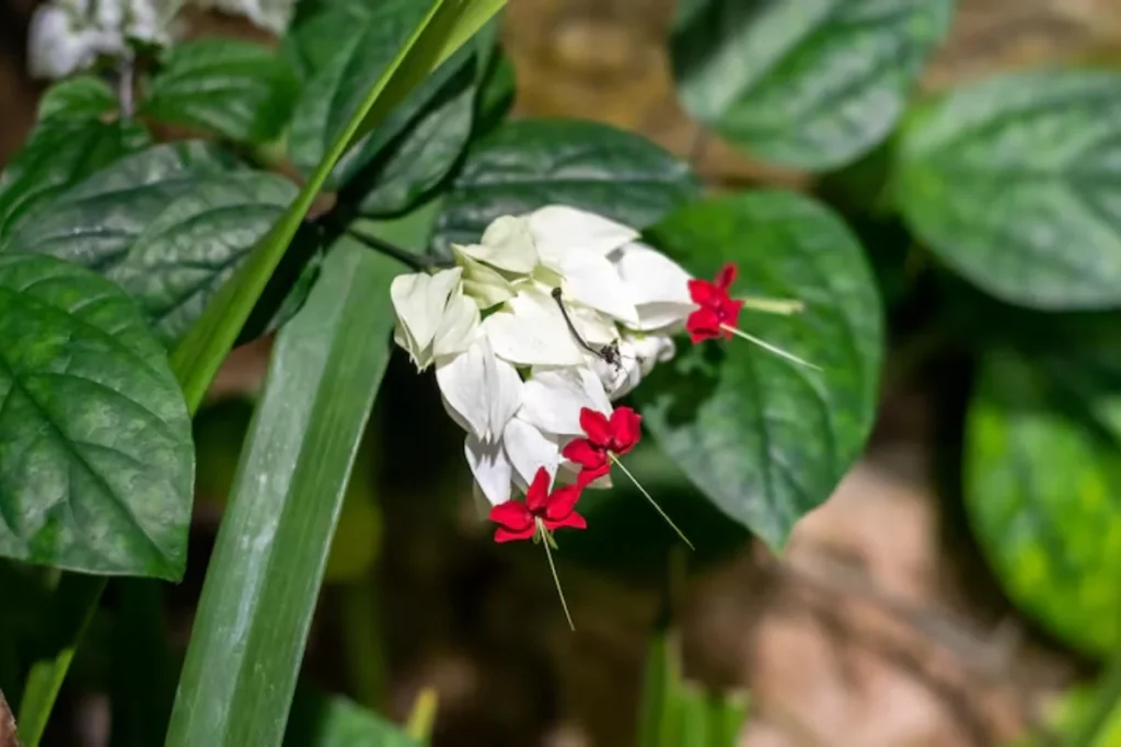 Lágrima-de-Cristo (Clerodendrum thomsonae)