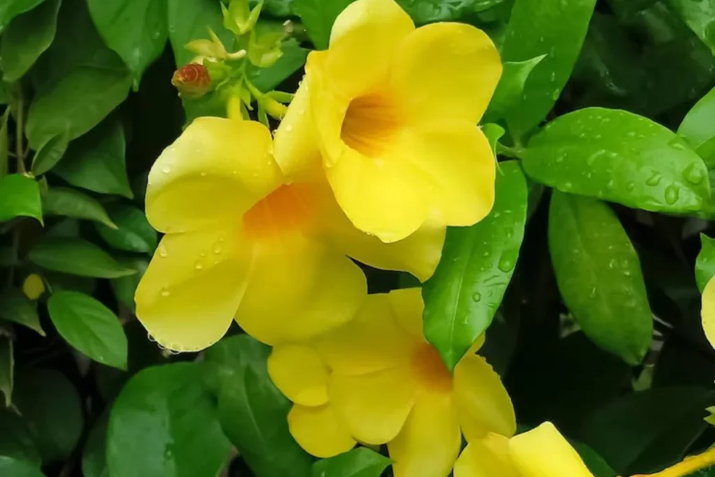 Flor Ipê-de-Jardim (Tecoma stans)