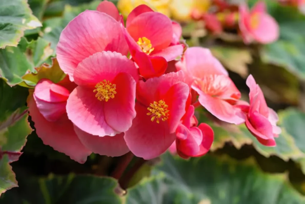 Flor Begônia (Begonia spp.)
