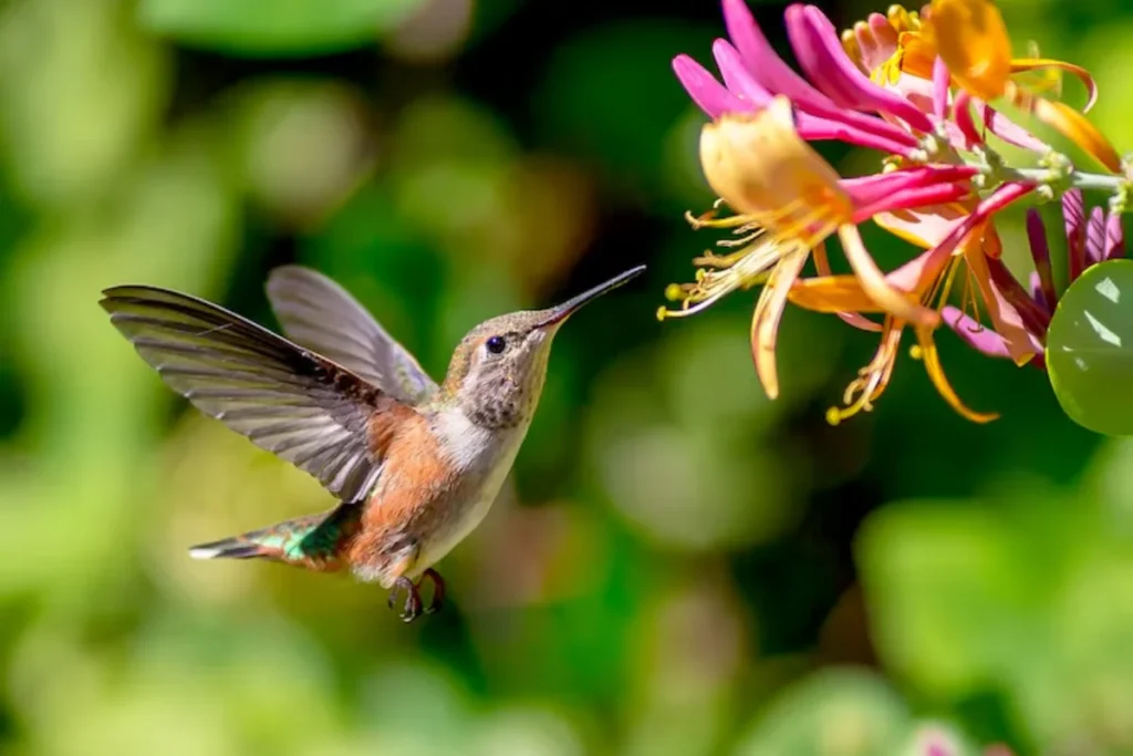beija flor coletando nécta