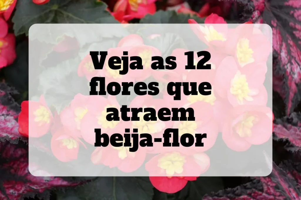 12 flores que atraem beija-flor