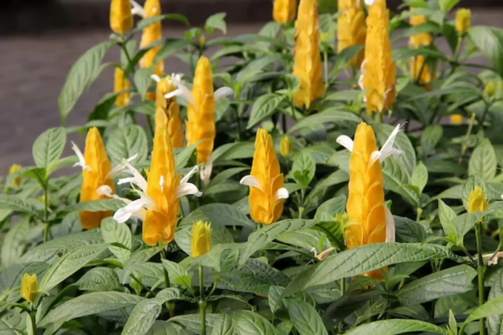 Flor Camarão-Amarelo (Pachystachys lutea)