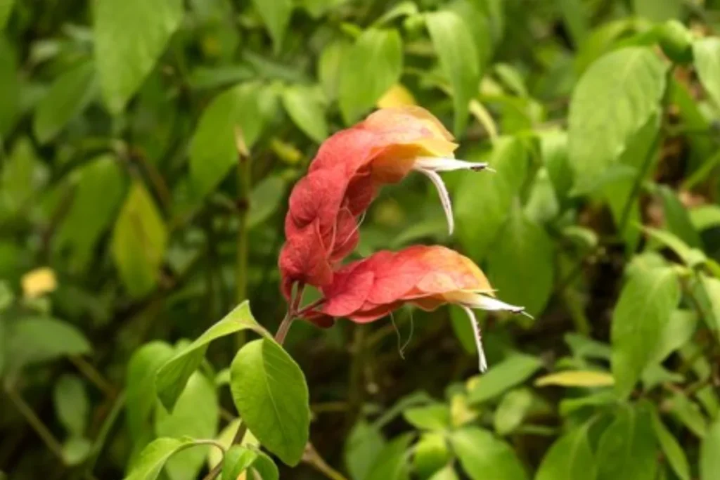Camarão-Vermelho (Justicia brandegeeana)