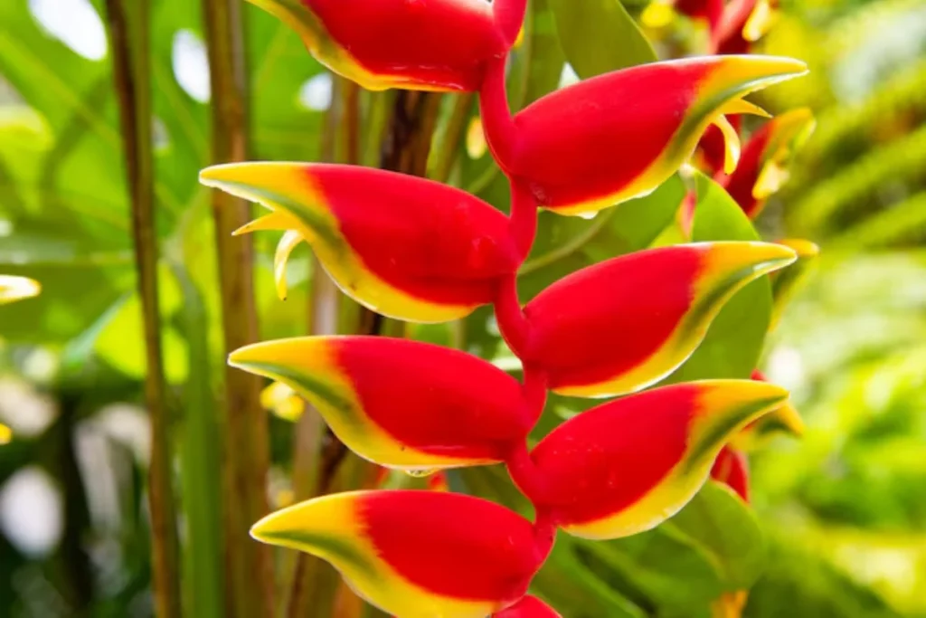 Helicônia (Heliconia spp.)