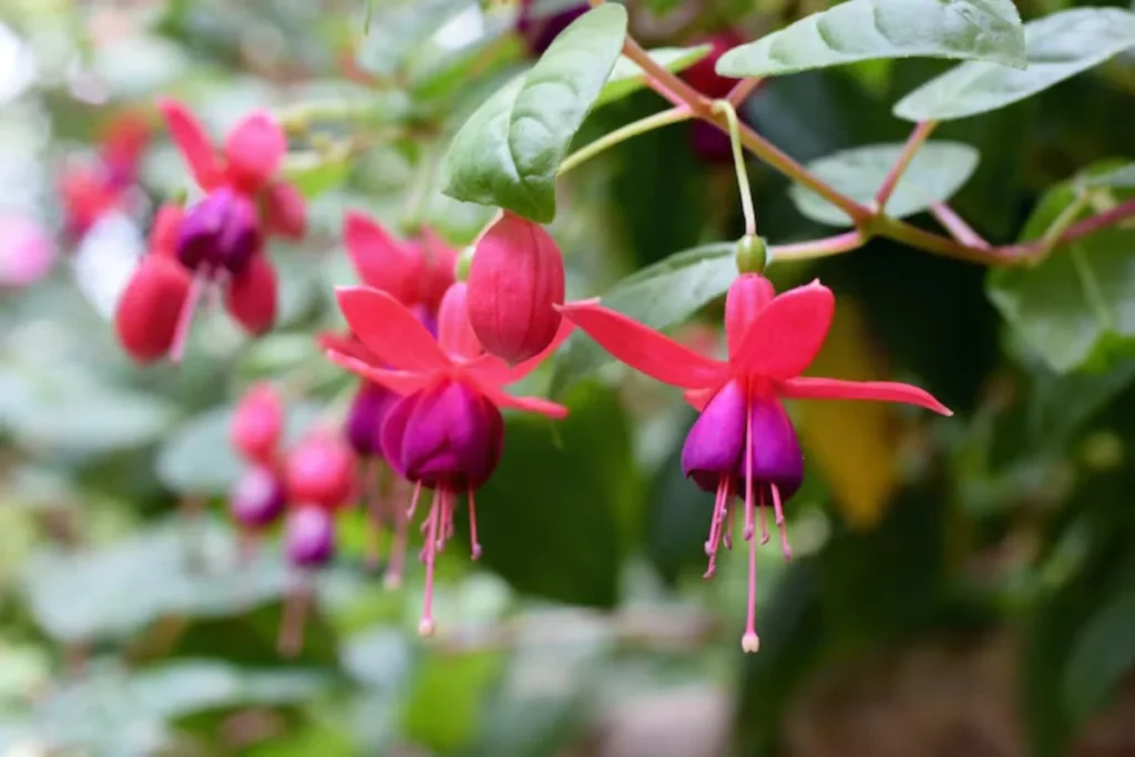 Flor Brinco-de-Princesa (Fuchsia spp.)