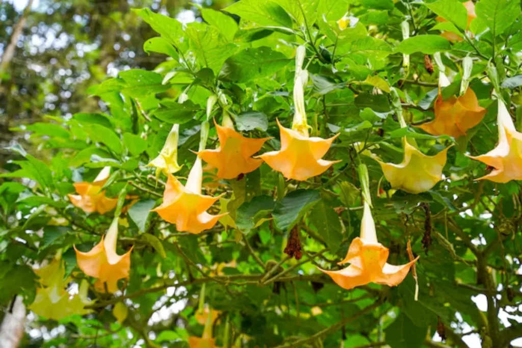 Flores Trombeta-de-Anjo (Brugmansia suaveolens)