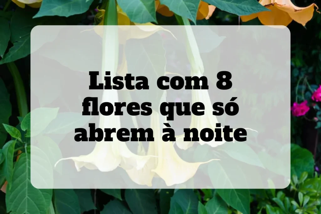 Lista com 8 flores que só abrem a noite