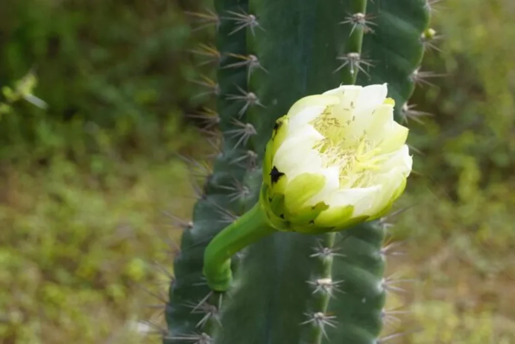 Mandacaru (Cereus jamacaru)