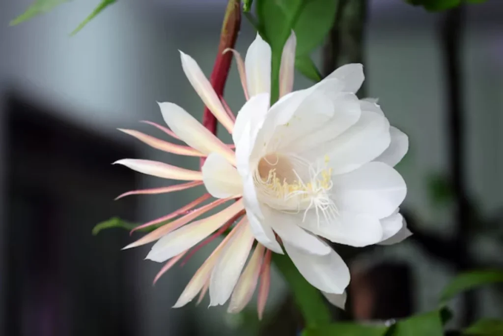 Cacto Orquídea (Epiphyllum oxypetalum)