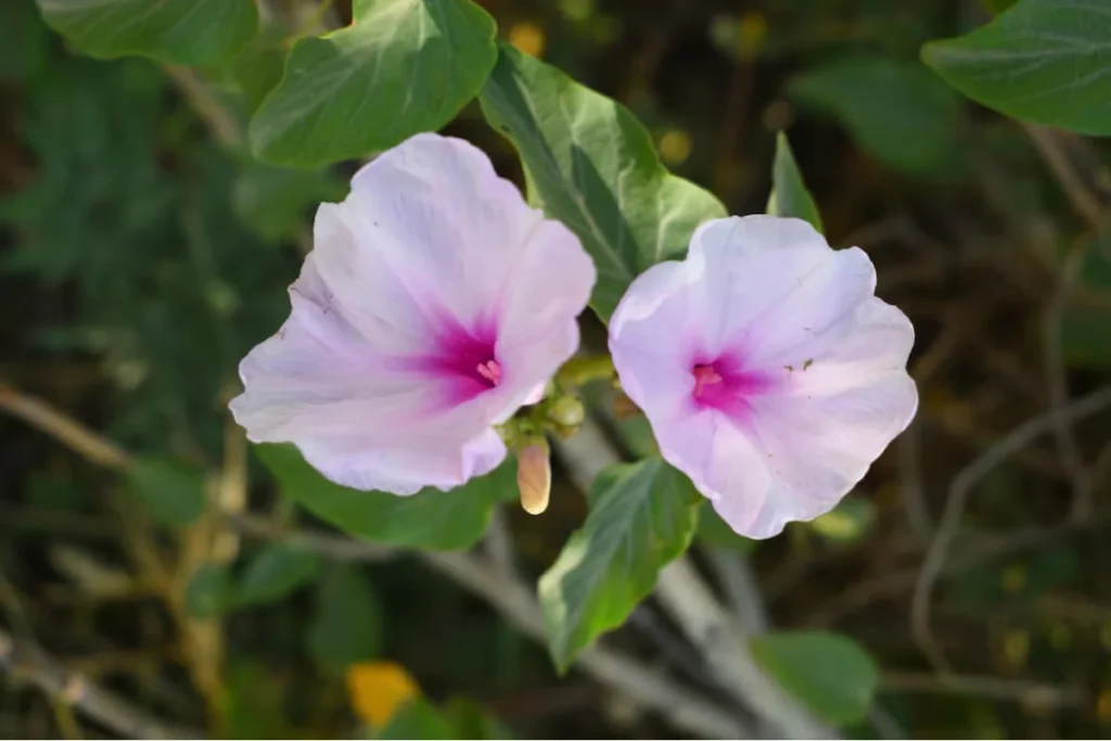 flores Bela-da-Noite (Mirabilis jalapa)