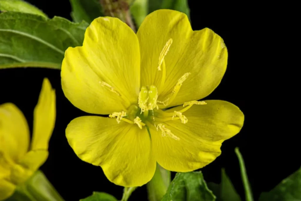 Flor Prímula-da-Noite (Oenothera biennis)