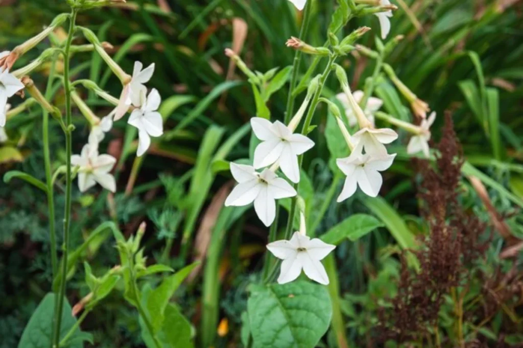 Flores Tabaco Ornamental (Nicotiana alata)