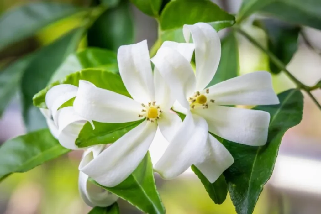 Flores Murta de Cheiro (Murraya paniculata)