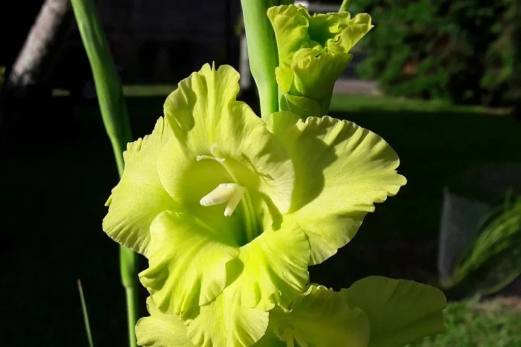Flor Gladíolo Verde (Gladiolus 'Green Star')