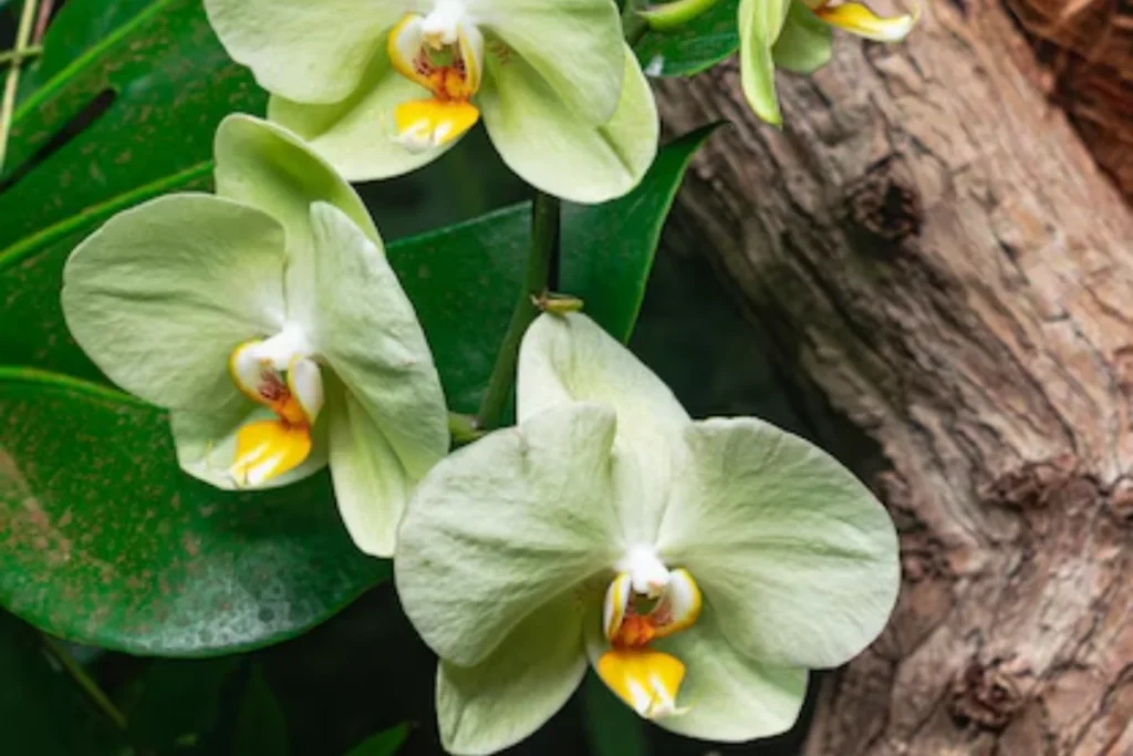 Flores Orquídea Verde (Phalaenopsis)