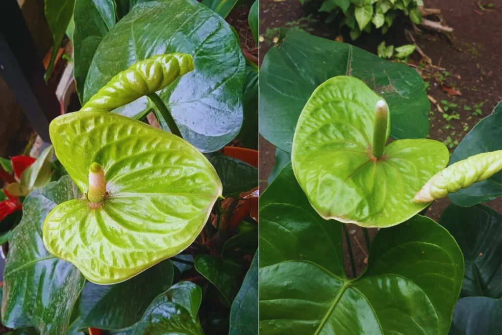 Antúrio Verde (Anthurium andraeanum)