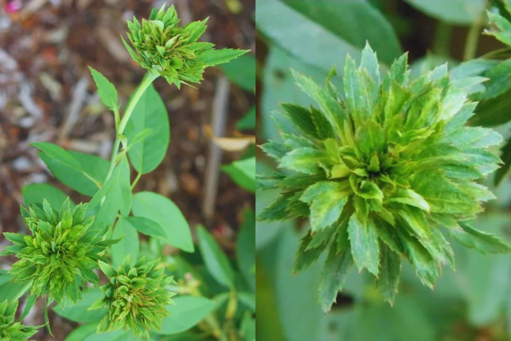 Rosa Verde (Rosa chinensis 'Viridiflora')