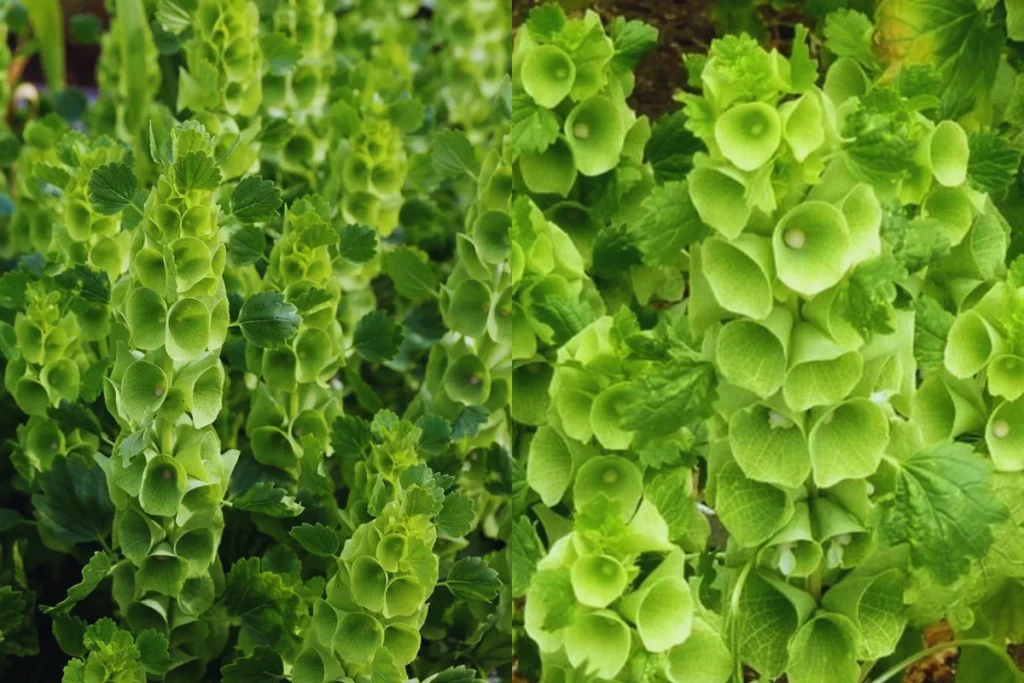 Sino-Irlandês (Moluccella laevis)
