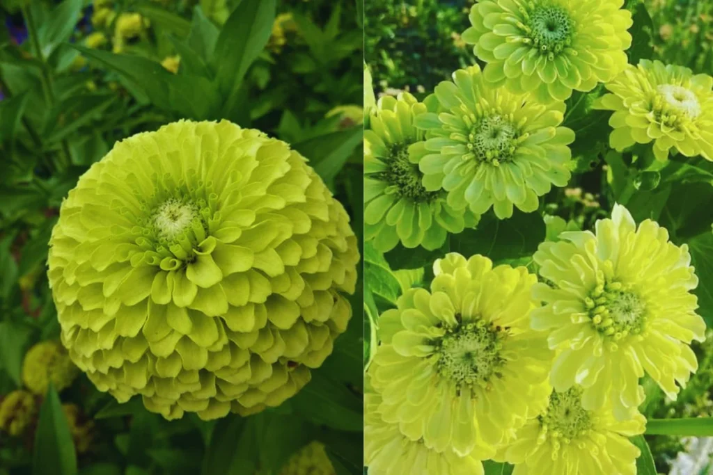 Zinnia Verde (Zinnia elegans 'Envy')