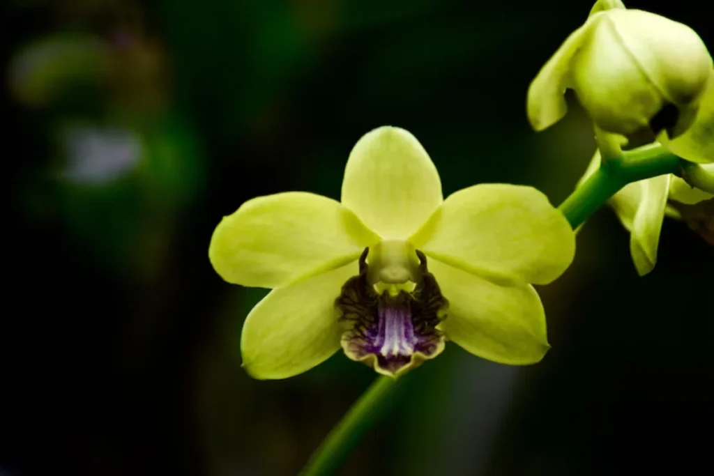 Orquídea Verde (Phalaenopsis)