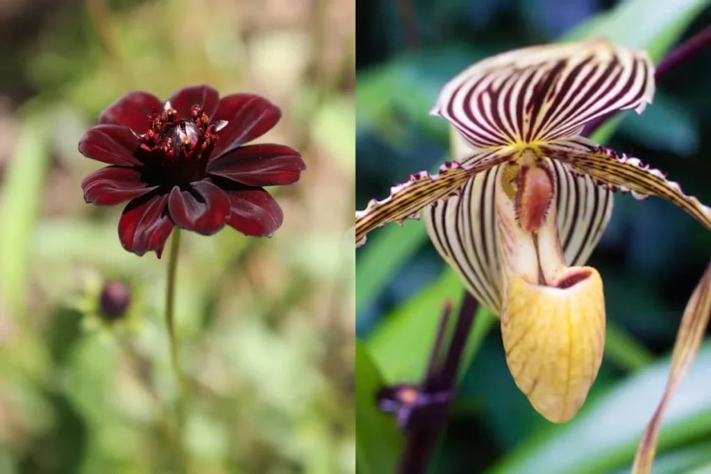 nomes de flores raras