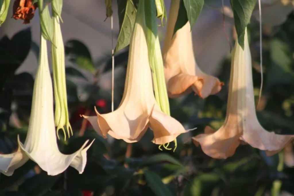 Trombeta-dos-Anjos (Brugmansia suaveolens)
