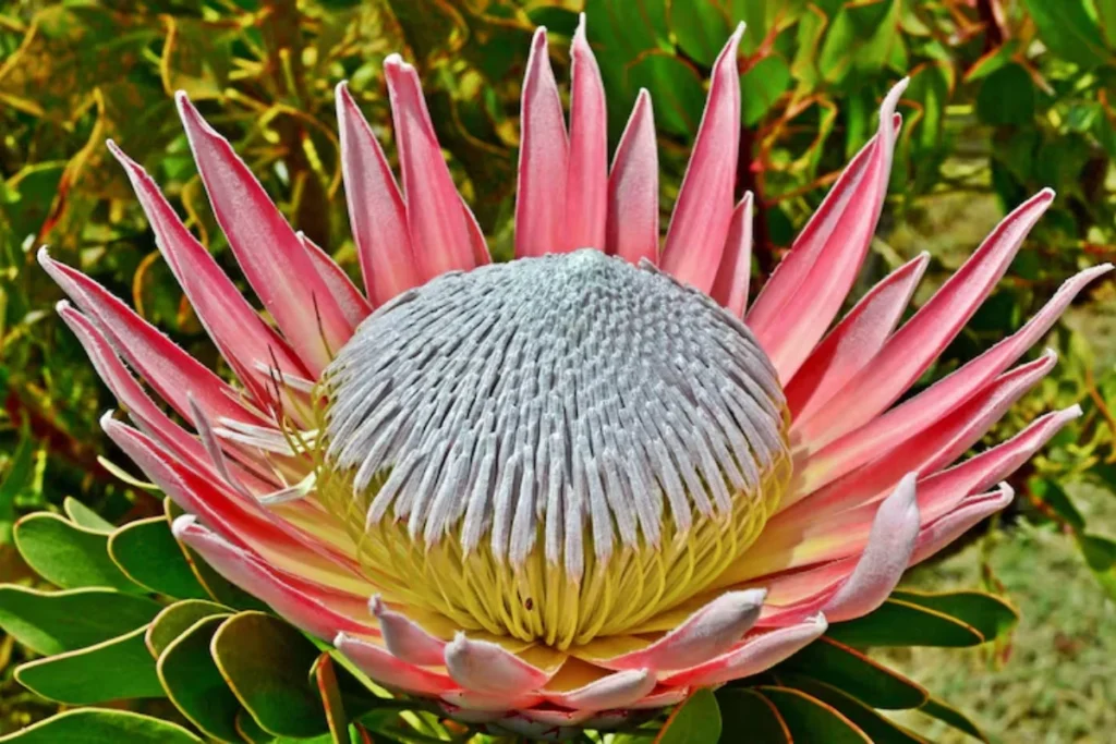 Protea (Protea cynaroides)