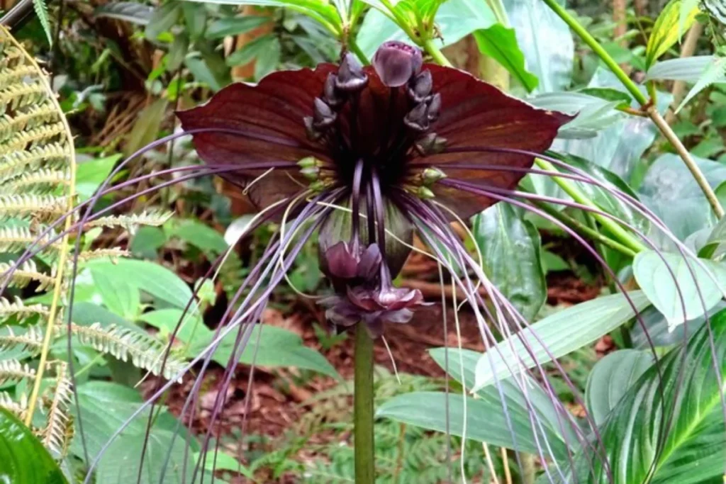 Flor-Morcego (Tacca chantrieri)