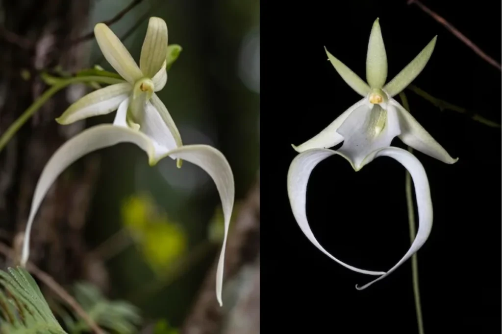 Orquídea Fantasma (Dendrophylax lindenii)
