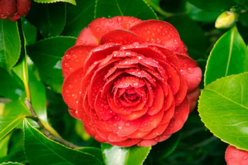 Camélia Middlemist Vermelha (Camellia 'Middlemist's Red')