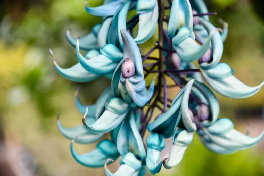 Flor de Jade (Strongylodon macrobotrys)
