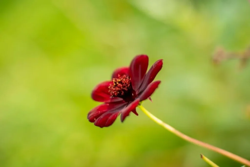 Cosmos de Chocolate (Cosmos atrosanguineus)