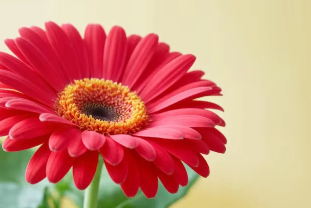 flor gerbera vermelha