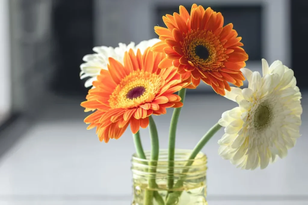 flores de corte gerbera