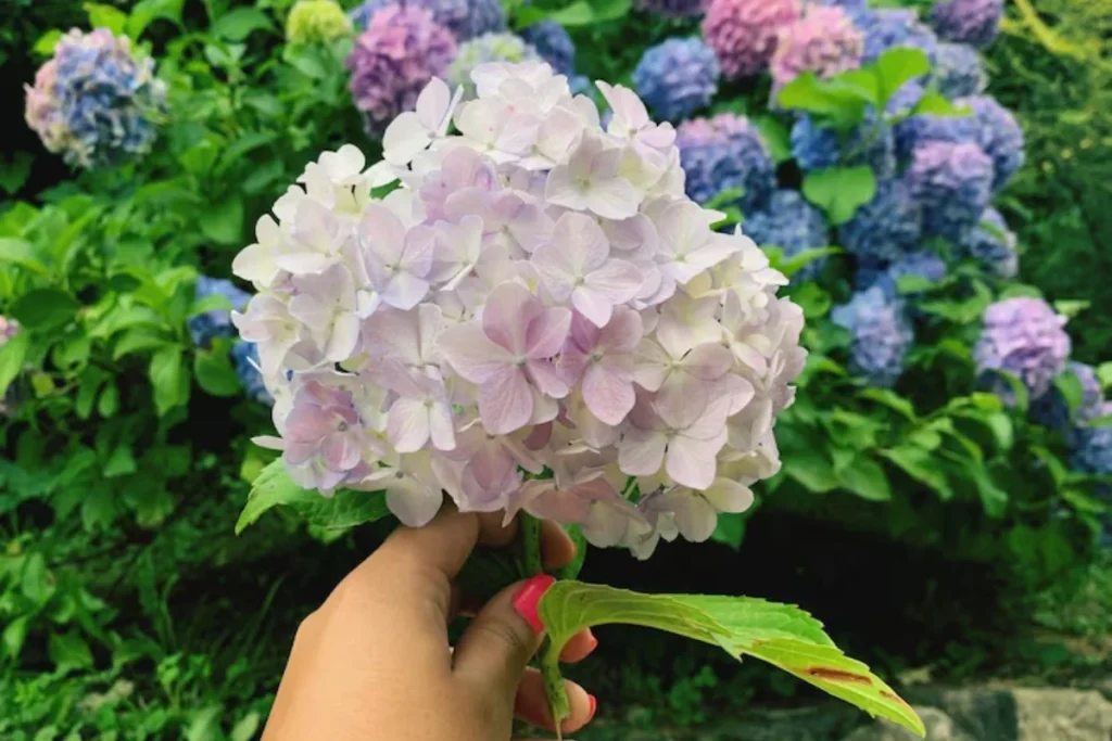 flor hortênsia branca