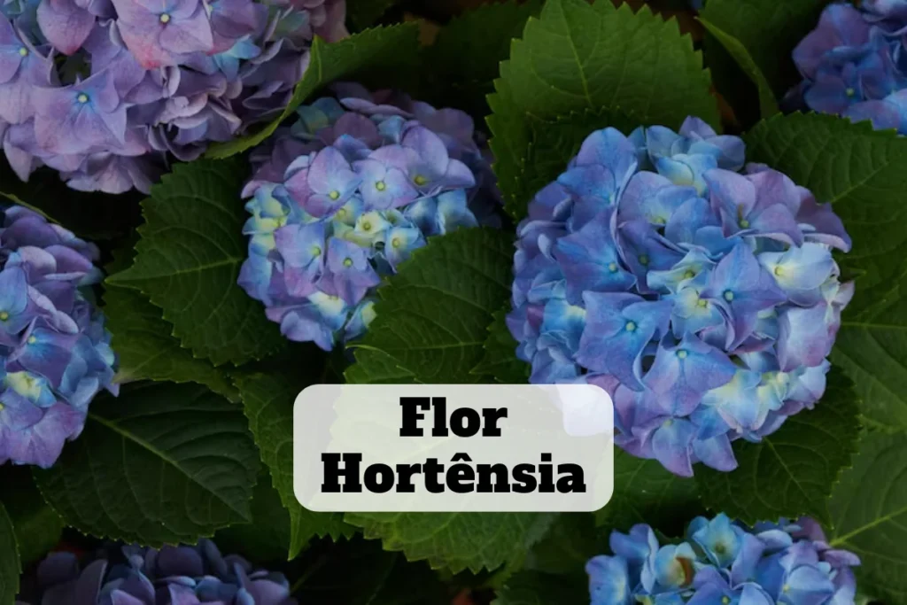 flor hortênsia