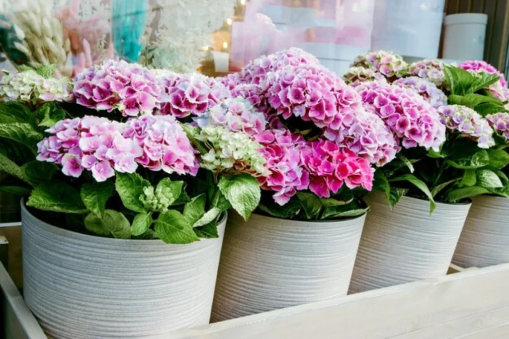 flor hortênsia em vasos
