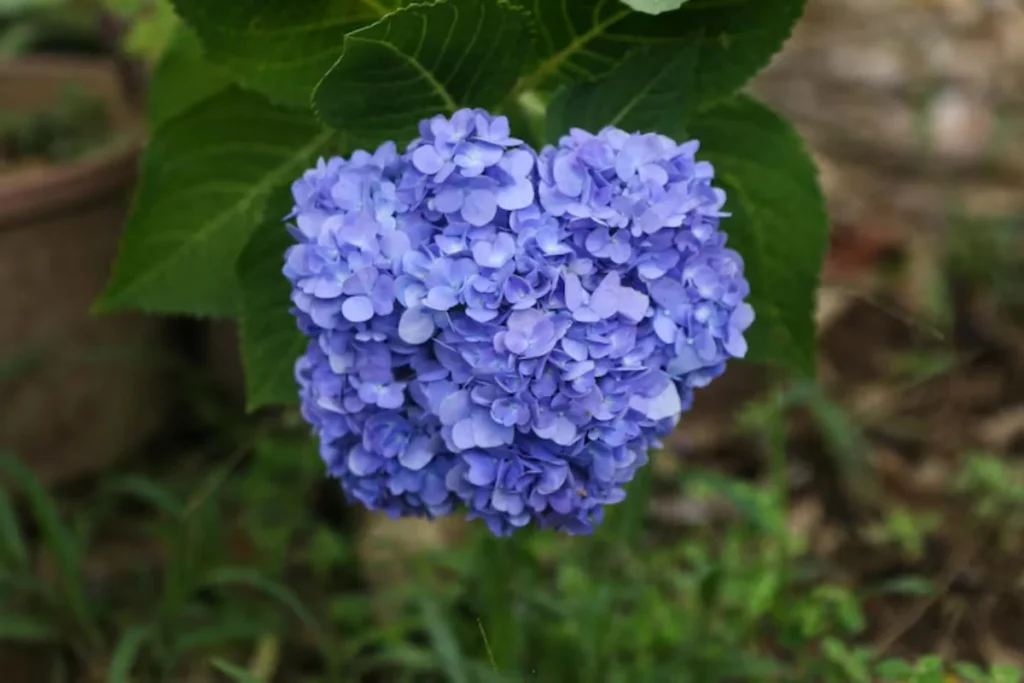 flor hortênsia azul