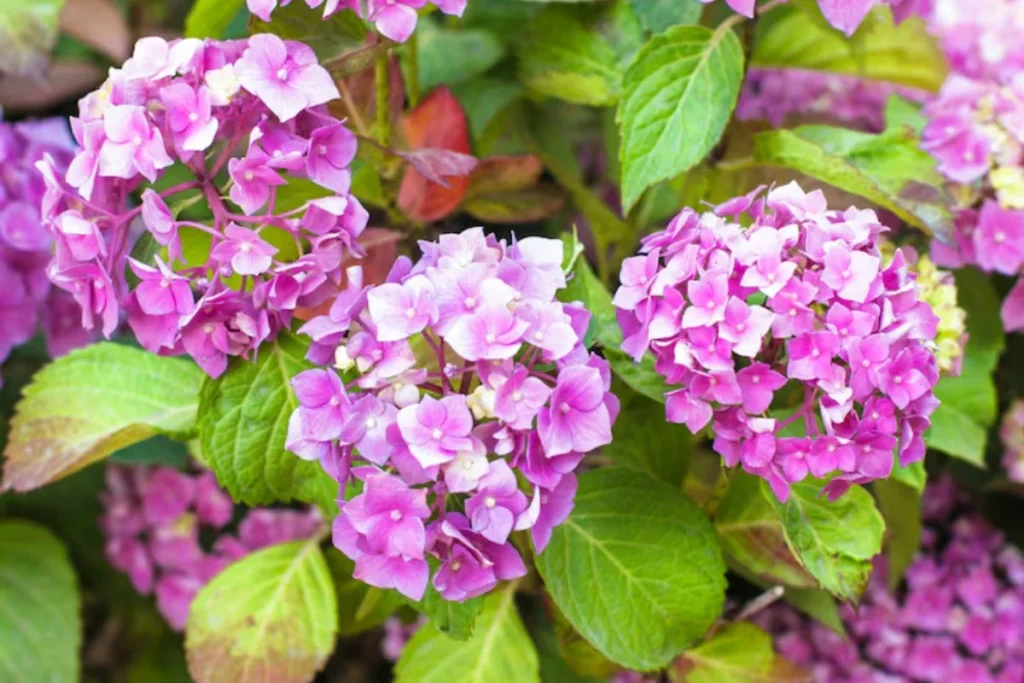 flor hortênsia rosa