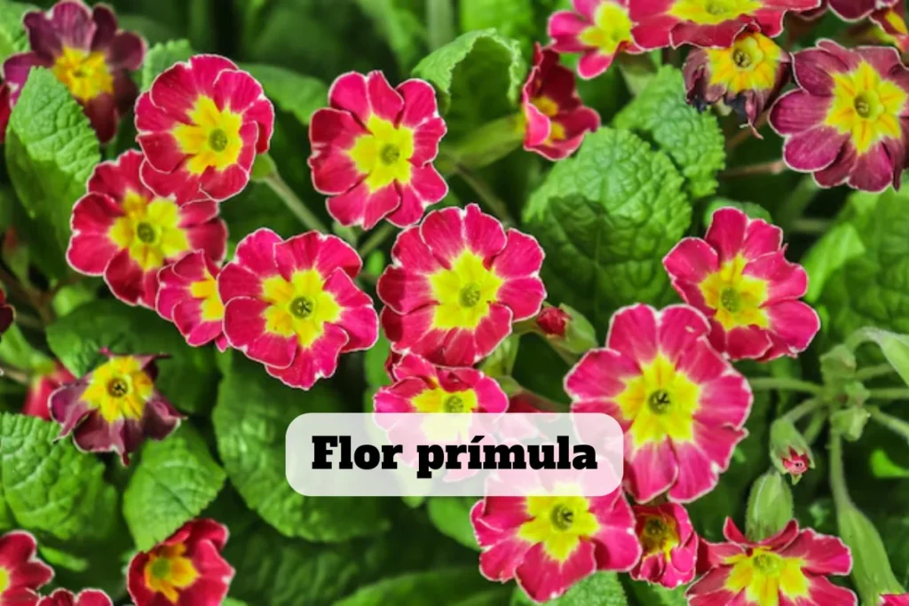 flor primula