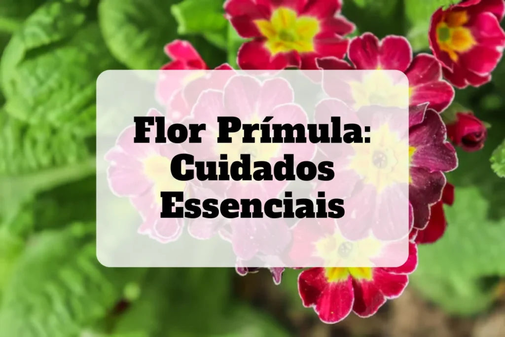 Flor primula: Cuidados Essenciais