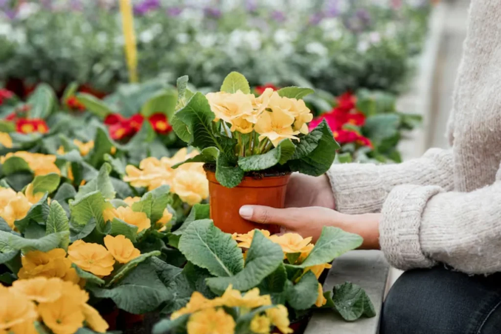 flor primula no vaso
